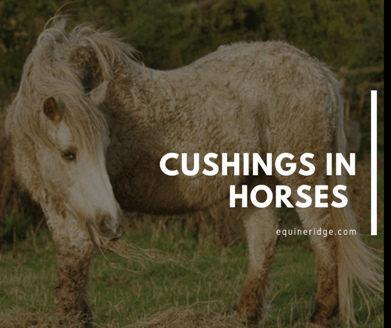 Guide to Cushings In Horses Equine Ridge