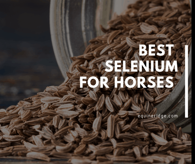 Best Selenium For Horses Equine Ridge