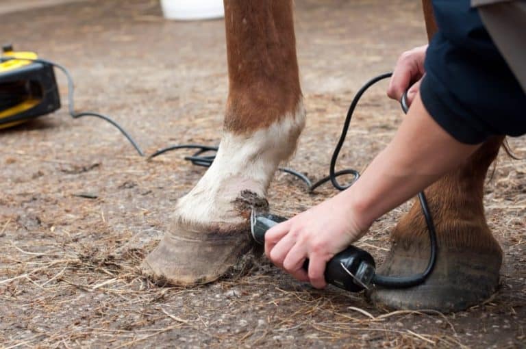 Best Horse Clippers Equine Ridge