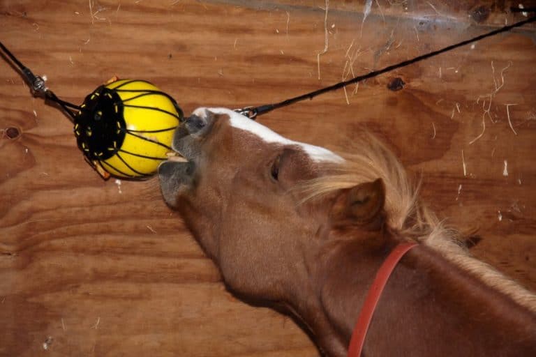 Best Toys for Horses Equine Ridge