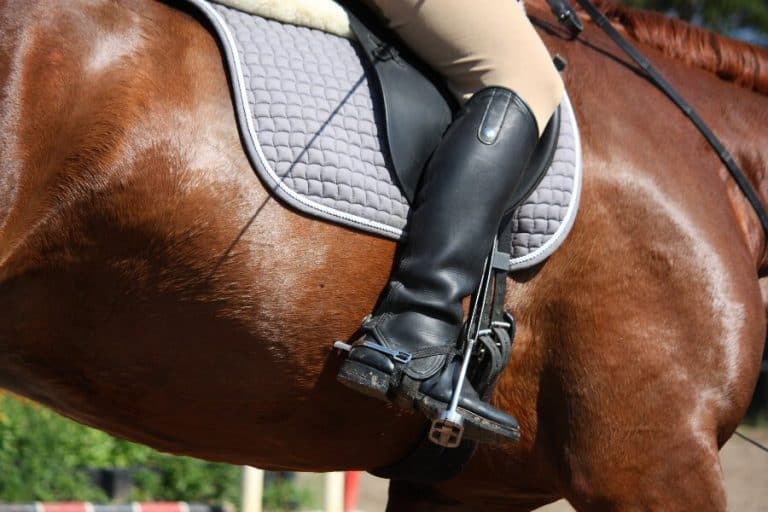 Best Horse Riding Breeches Equine Ridge