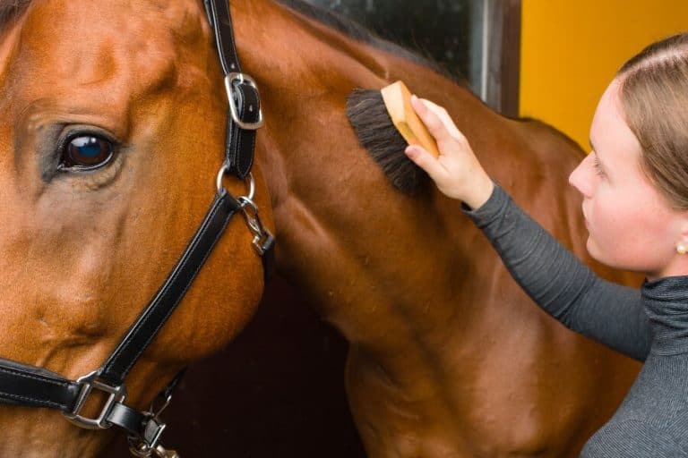 Best Horse Grooming Kit Equine Ridge